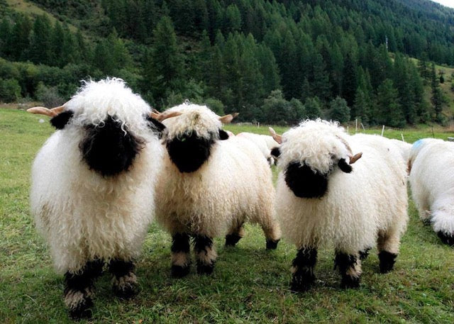 Moutons